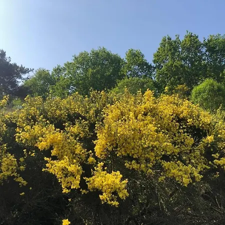 Ginster Mariendorf - Mit Garten, Gern Mit Hund, Wintergarten * Миддельхаген